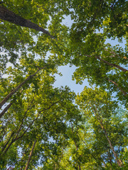 jungle forest path trees shadows clean unique and latest images 
