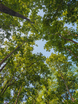 jungle forest path trees shadows clean unique and latest images 