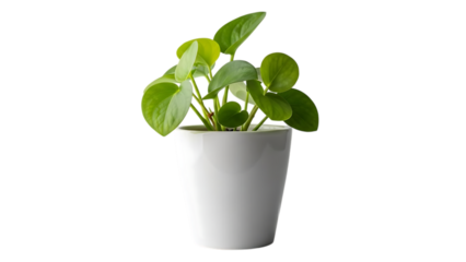 Small potted plant with green leaves in a white ceramic pot on transparent background