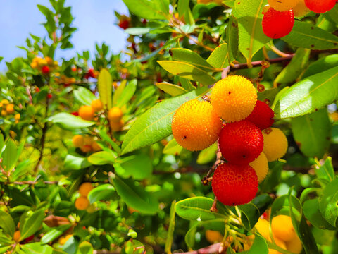 Frutos del Madro&ntilde;o.