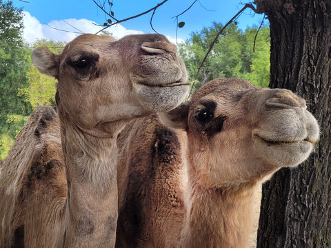 Pareja de Camellos