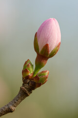 Close-up of blooming pink flower bud on branch