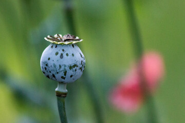 poppy seed pod