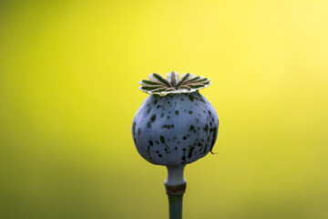 poppy seed head