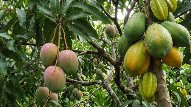 Close-up view of ripe mangoes papayas and starfruit growing on trees in a vibrant green orchard after a rain shower, showcasing fresh tropical