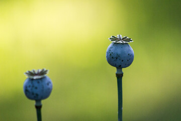 blueberries on a bush