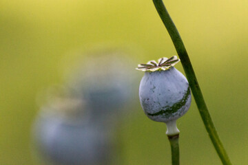 poppy seed pod