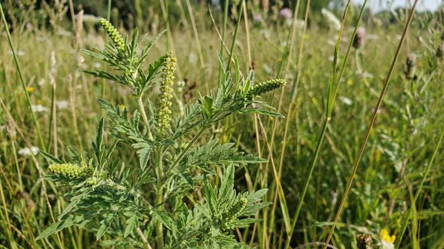 Detailed close-up of a green ragweed plant featuring yellow pollen spikes. The plant is situated in a dry, grassy meadow on a bright sunny day with a