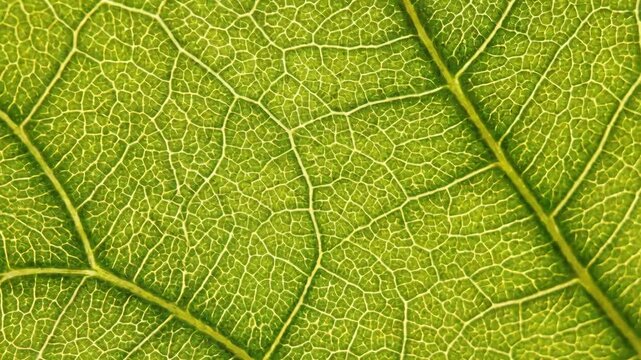 Extreme close up of a vibrant green leaf's intricate vein structure. Macro photography highlights the natural organic pattern and texture illuminated