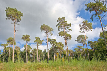 Fototapeta premium Pine trees under a cloudy sky in Sonian forest, Brussels, Belgium 