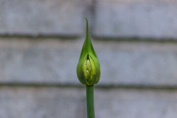 tulip flower bud