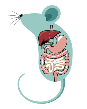 Anatomy of a mouse showcasing its internal digestive organs like liver, stomach, and intestines