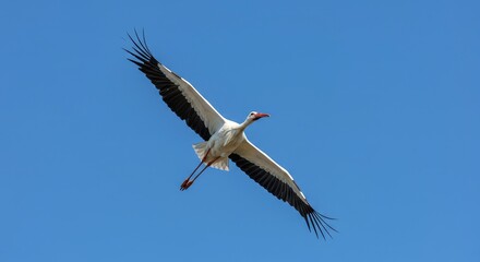 Obraz premium Graceful stork in mid-flight soaring against a vibrant blue sky backdrop, showcasing powerful wings and elegant white plumage during migration ,natural ,serenity ,plumage