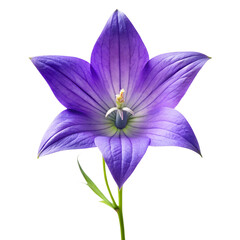Bellflower bloom isolated on transparent background PNG