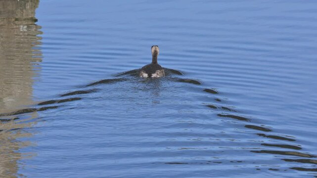 Great Crested Grebe (Podiceps cristatus) juvenile creating a bow wave swimming away from the camera. December, Kent, UK [Half speed]