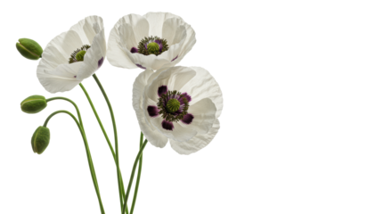 Three delicate white Papaver somniferum poppies with black centers, green stems and buds, isolated on white studio background with copy space, concept of botanical fragility and purity