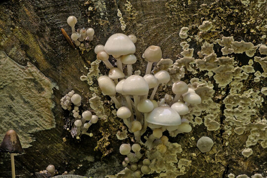  Shiny white porcelain mushrooms growing on dead wood - Oudemansiella mucida 