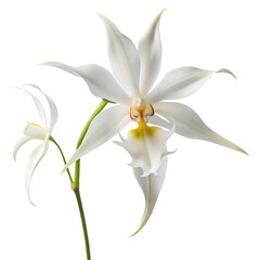 Ghost orchid flower isolated on transparent background PNG