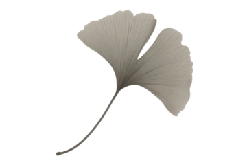Ginkgo biloba leaves in minimalist style with soft gray tone on isolated white background for botanical design