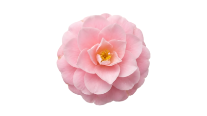 Pink camellia flower with yellow stamens isolated on a transparent background rose-like flower light pink petals