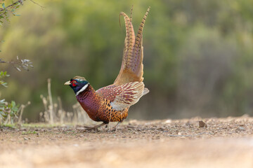 Male Pheasant with beautiful colored feathers in Iberia, Spain. The male bird are known for their very nice colors, especially in this beautiful winter afternoon sun. 