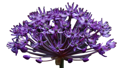 Purple allium flower head with multiple small star shaped blooms isolated on a transparent background
