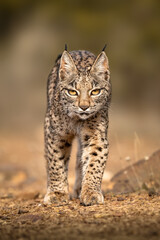 Obraz premium Iberian Lynx cub walking straight to the camera in the wild in Spain, Europe. The Iberian Lynx is one of the rarest animals on the planet and was near extermination. 