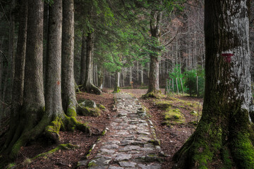 Historic Stone Trail in Vallombrosa Forest, Tuscany
