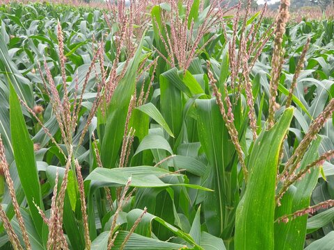 Male flowers on corn plants