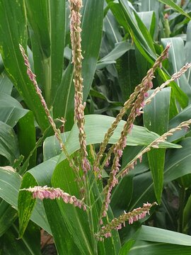 Male flowers on corn plants