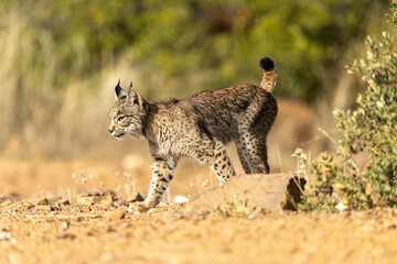 Iberian Lynx walking sideway of the camera in the wild in Spain, Europe. The Iberian Lynx is one of the rarest animals on the planet and was near extermination. 