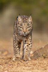 Iberian Lynx cub walking straight to the camera in the wild in Spain, Europe. The Iberian Lynx is one of the rarest animals on the planet and was near extermination. 