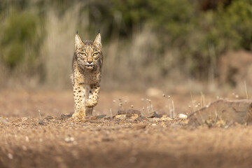 Iberian Lynx cub walking straight to the camera in the wild in Spain, Europe. The Iberian Lynx is one of the rarest animals on the planet and was near extermination. 