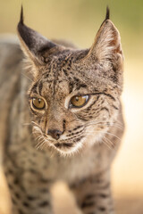 Iberian Lynx cub looking straight to the camera in the wild in Spain, Europe. The Iberian Lynx is one of the rarest animals on the planet and was near extermination. 