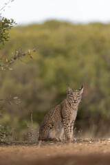 Iberian Lynx cub sitting and looking straight to the camera in the wild in Spain, Europe. The Iberian Lynx is one of the rarest animals on the planet and was near extermination. 