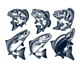 Vintage hand-drawn illustration set featuring various freshwater and saltwater fish species isolated on white background, Vector