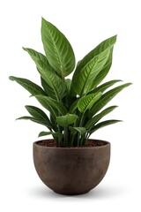 Beautiful realistic plant in a pot with white background.
