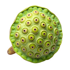 Lotus seed pod isolated on transparent background PNG