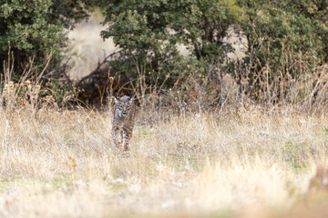 Iberian Lynx walking straight to the camera in the wild in Spain, Europe. The Iberian Lynx is one of the rarest animals on the planet and was near extermination. 