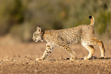 Iberian Lynx walking sideway of the camera in the wild in Spain, Europe. The Iberian Lynx is one of the rarest animals on the planet and was near extermination. 
