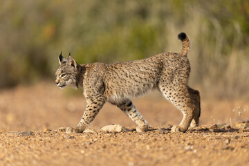 Iberian Lynx walking sideway of the camera in the wild in Spain, Europe. The Iberian Lynx is one of the rarest animals on the planet and was near extermination. 