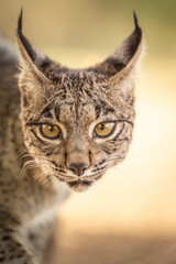 Close up of Iberian Lynx cub looking straight to the camera in the wild in Spain, Europe. The Iberian Lynx is one of the rarest animals on the planet and was near extermination. 