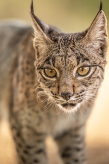 Iberian Lynx cub starring straight to the camera in the wild in Spain, Europe. The Iberian Lynx is one of the rarest animals on the planet and was near extermination. 
