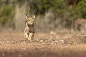 Iberian Lynx cub walking straight to the camera in the wild in Spain, Europe. The Iberian Lynx is one of the rarest animals on the planet and was near extermination. 