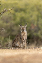 Iberian Lynx cub sitting with face straight to the camera in the wild in Spain, Europe. The Iberian Lynx is one of the rarest animals on the planet and was near extermination. 