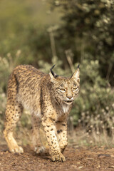 Fototapeta premium Iberian Lynx walking straight to the camera in the wild in Spain, Europe. The Iberian Lynx is one of the rarest animals on the planet and was near extermination. 