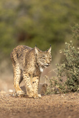 Iberian Lynx walking straight to the camera in the wild in Spain, Europe. The Iberian Lynx is one of the rarest animals on the planet and was near extermination. 