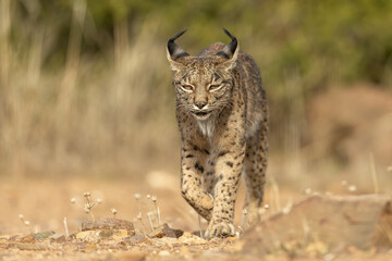 Iberian Lynx cub walking straight to the camera in the wild in Spain, Europe. The Iberian Lynx is one of the rarest animals on the planet and was near extermination. 