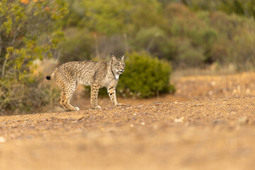 Iberian Lynx walking sideway of the camera in the wild in Spain, Europe. The Iberian Lynx is one of the rarest animals on the planet and was near extermination. 