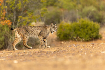 Iberian Lynx walking sideway of the camera in the wild in Spain, Europe. The Iberian Lynx is one of the rarest animals on the planet and was near extermination. 
